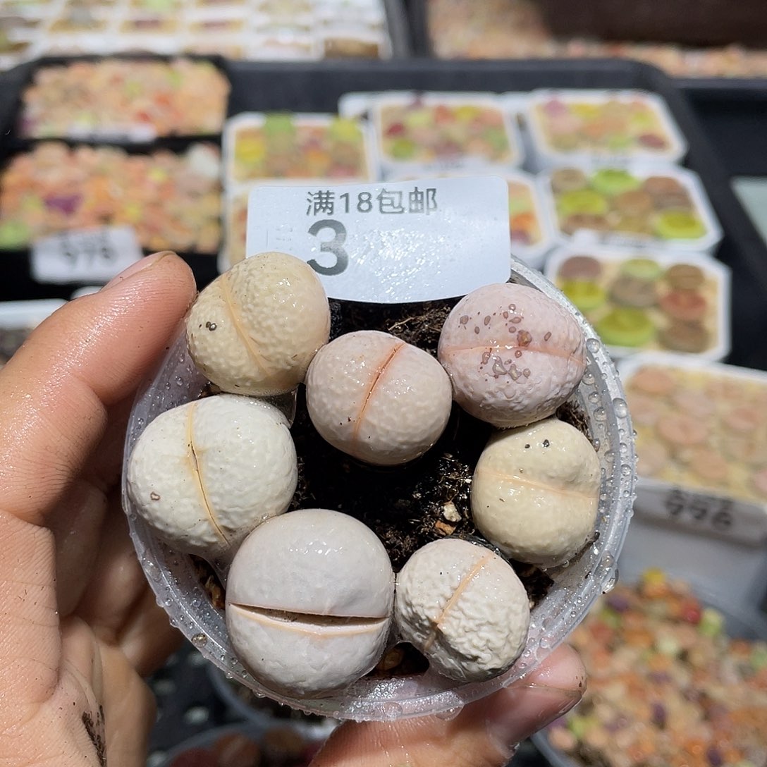 3当天凑满十八元包邮生石花