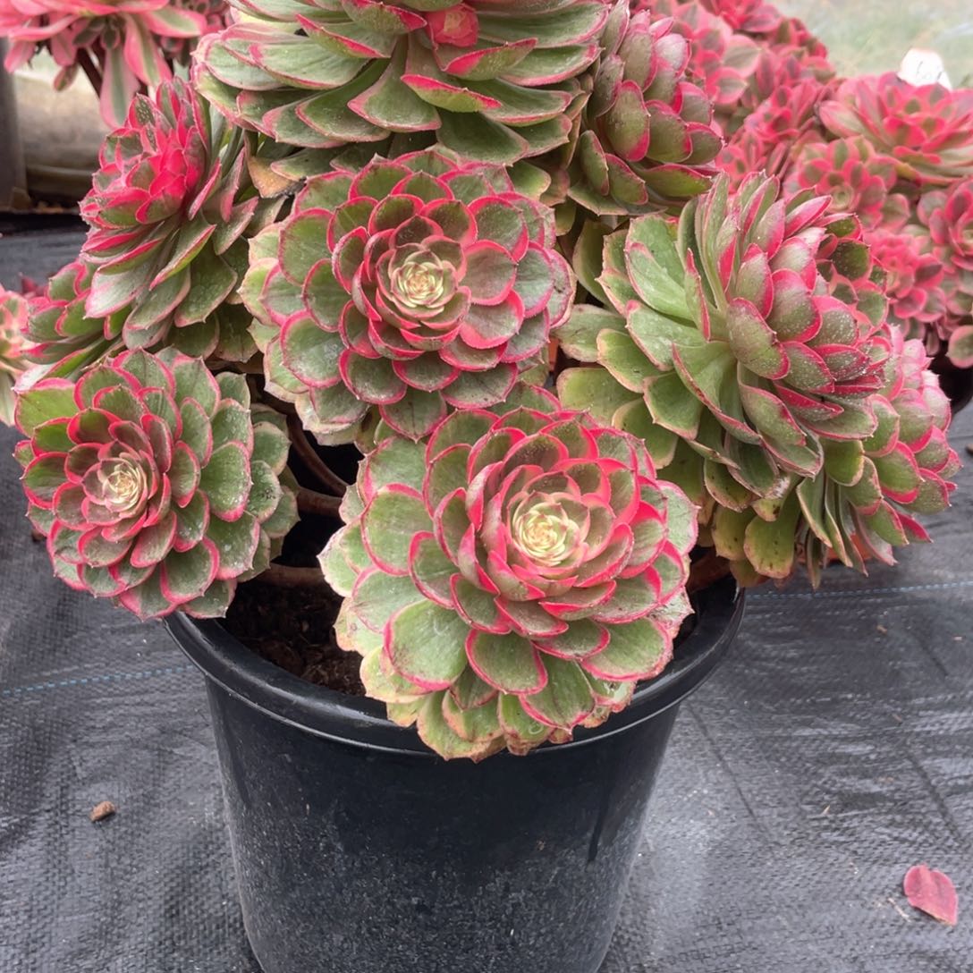 粉花妖老桩手捧920