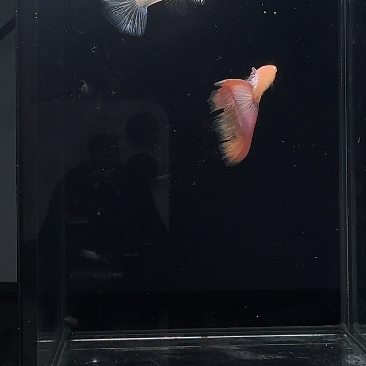 孔雀鱼粉狮种鱼一对