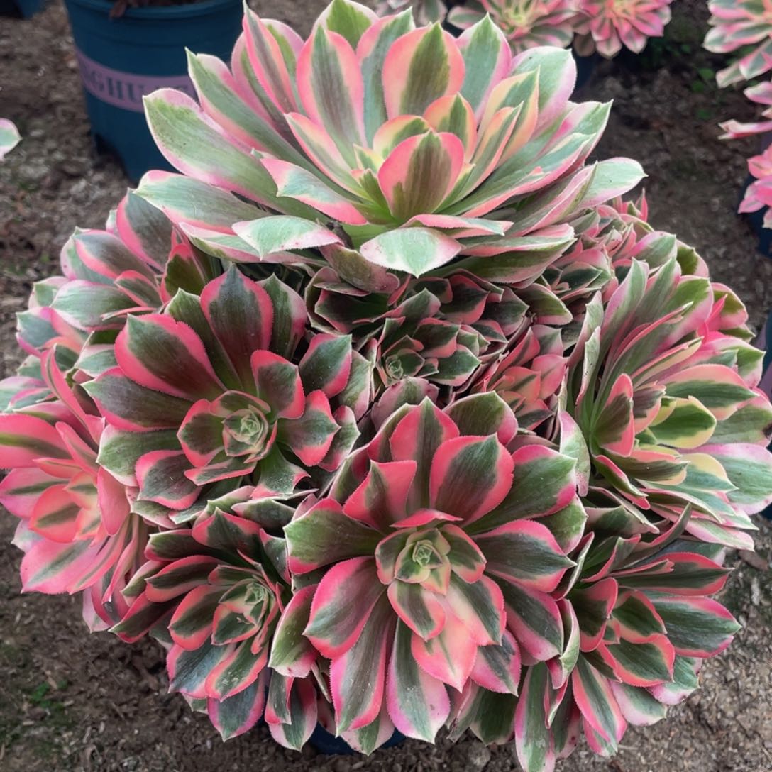 057初恋玫瑰精品法师老桩