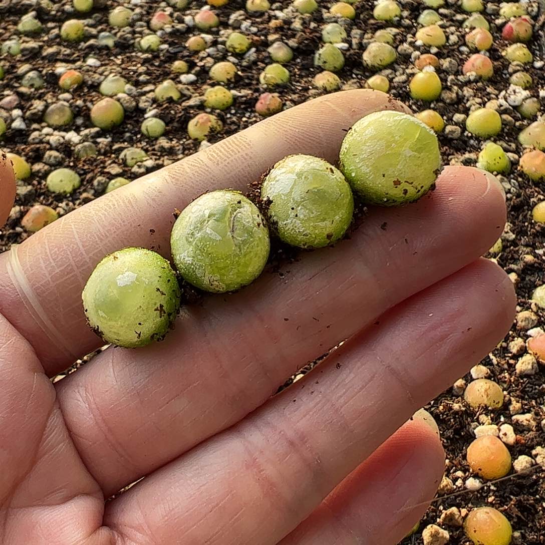 SH1200——-4颗……………………