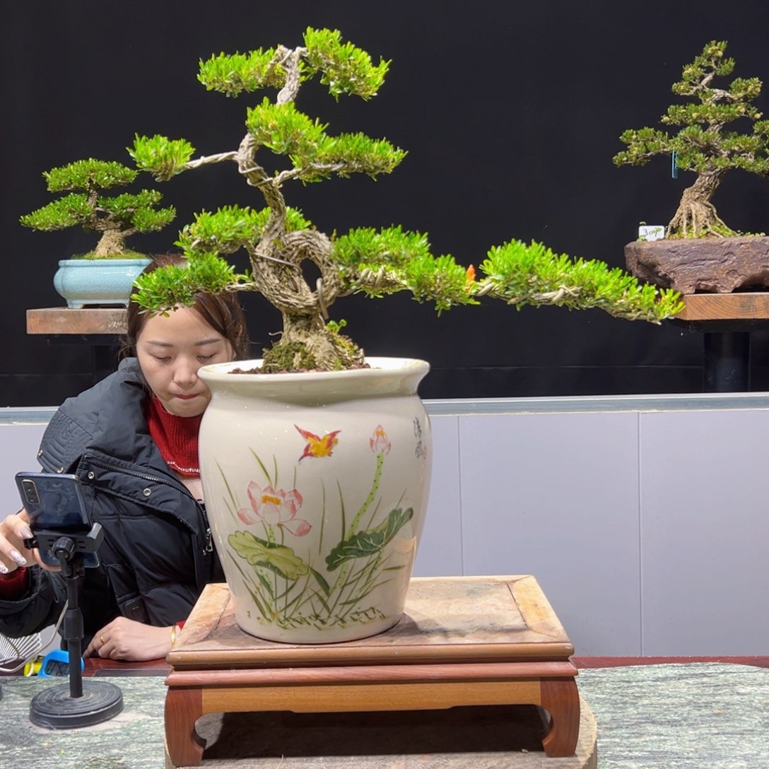 四季常青老桩黄杨盆景