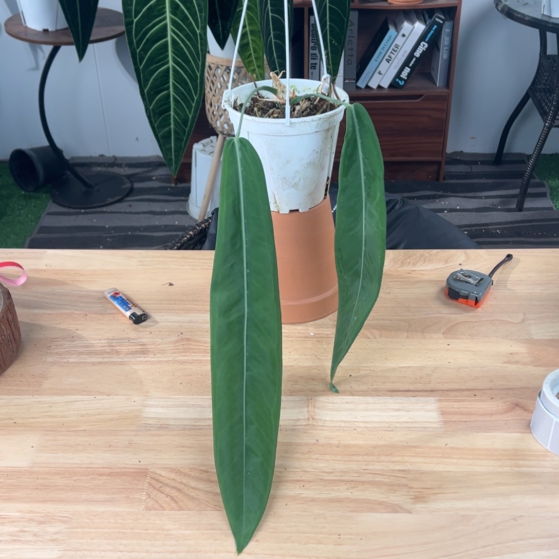 完全开放原种银脉丝绸