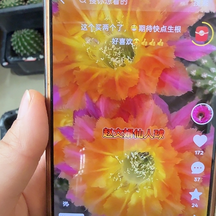 仙人球彩草歪黄锯齿