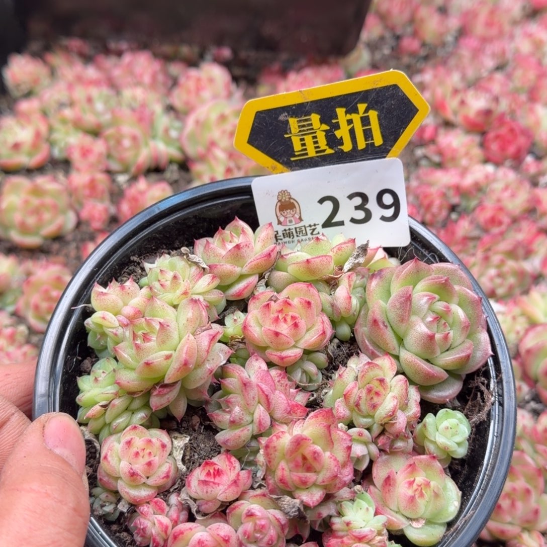 多肉植物多肉植物