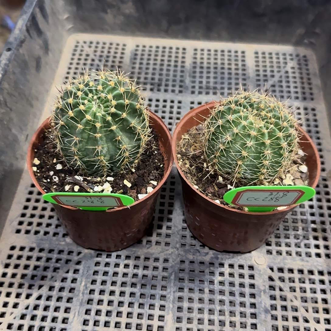 奶***狗CC288仙人球，两棵，带盆土