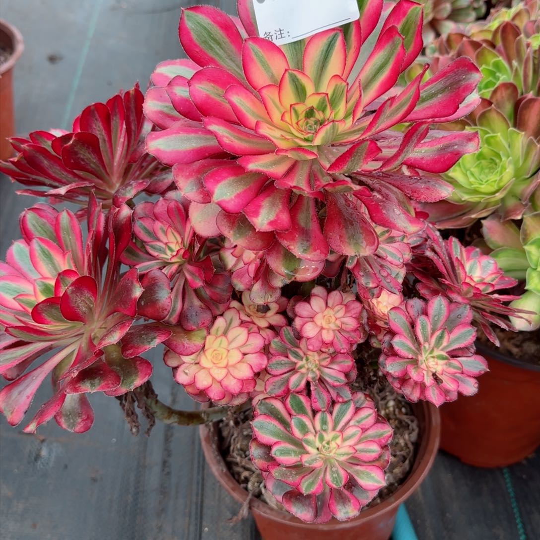 5965多肉香奈儿多肉