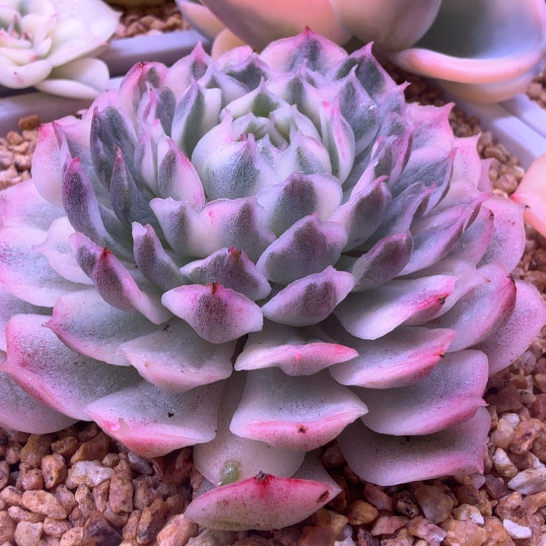 叠叶朱砂痣锦 多肉