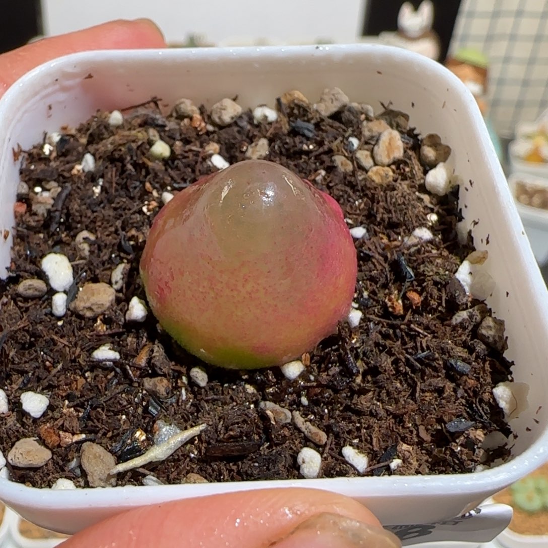 肉锥多肉植物组合-灯泡748