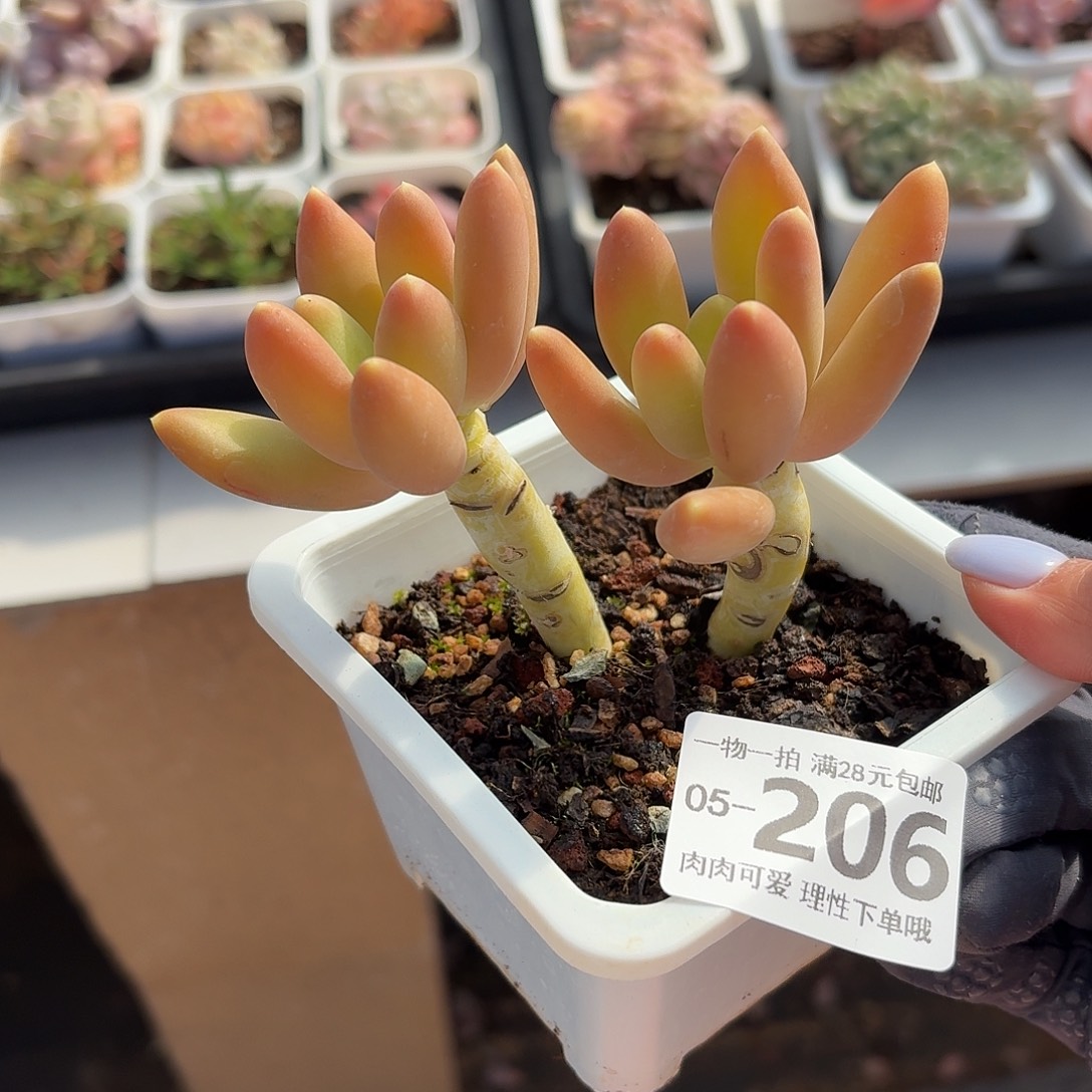 金蝉无盆土发货无