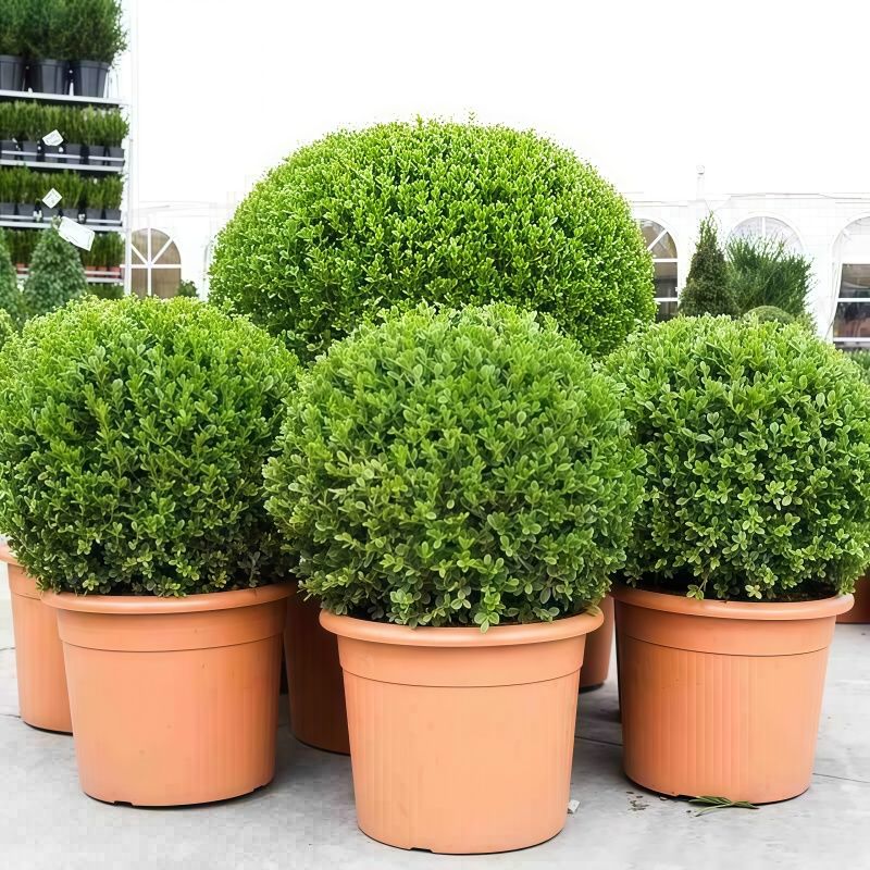 小叶黄杨 瓜子黄杨球   耐寒四季常青不落叶南方北方均可盆栽地栽