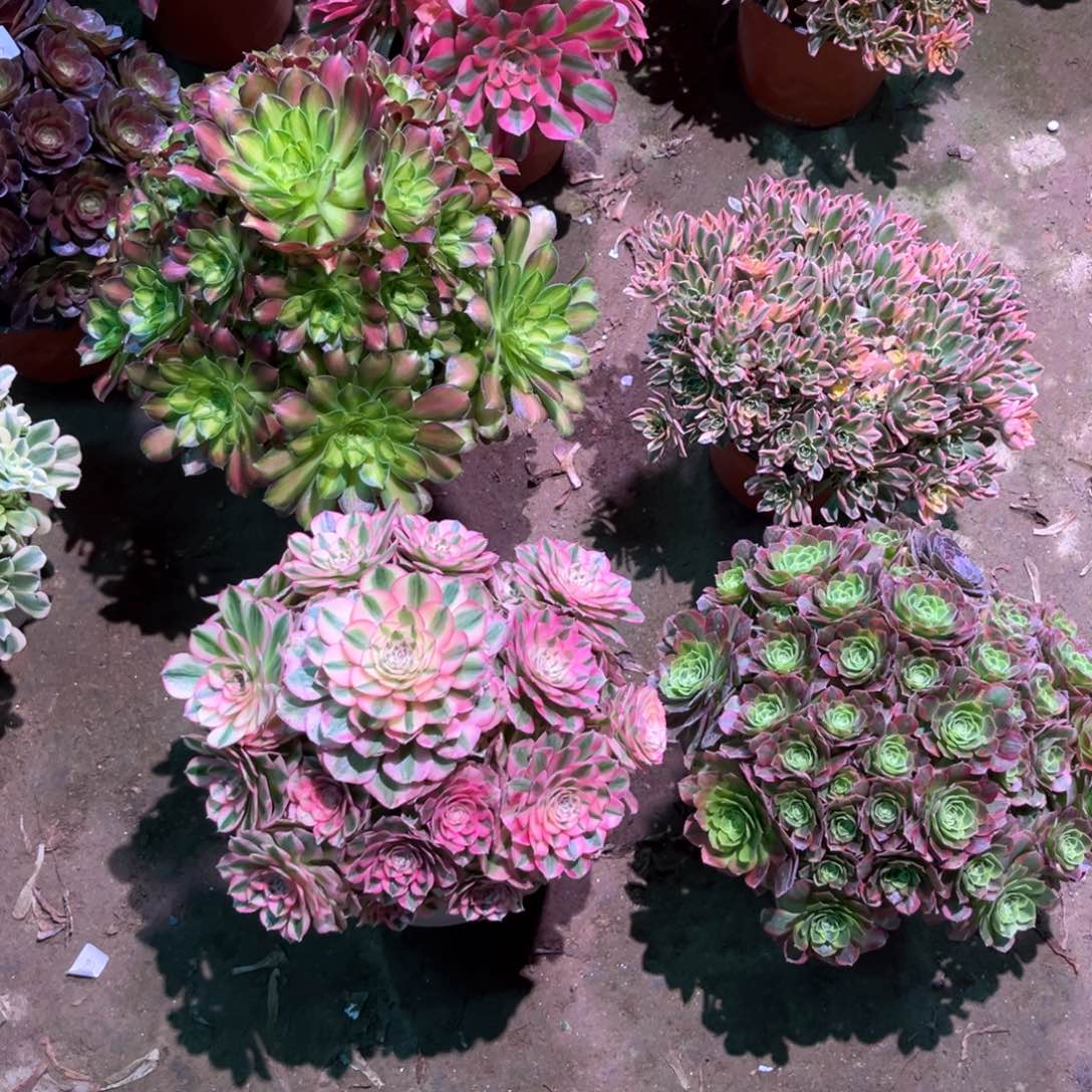 马*多肉植物补差4颗