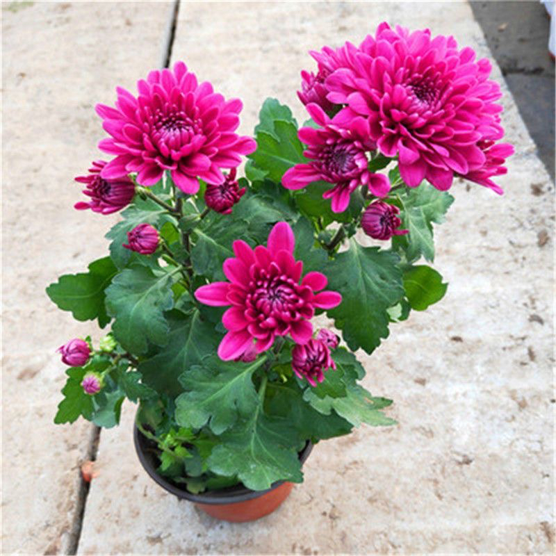 四季荷兰菊紫色 带花苞发货 四季常开