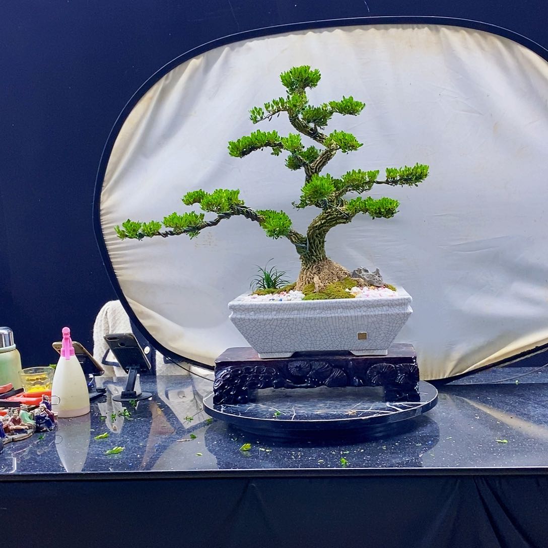 无花朵黄杨盆景造型