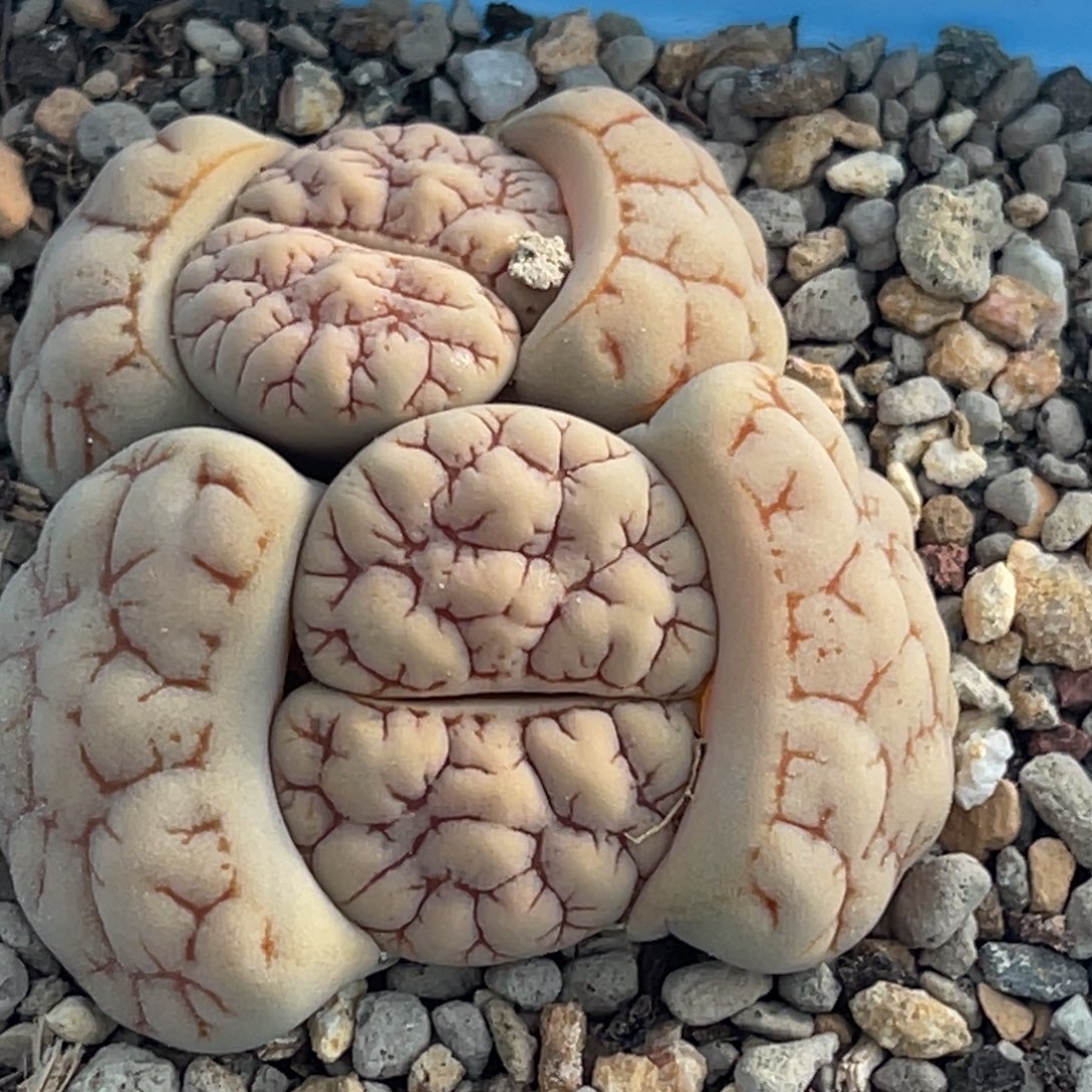8735双头粗红纹蛙哥189一颗