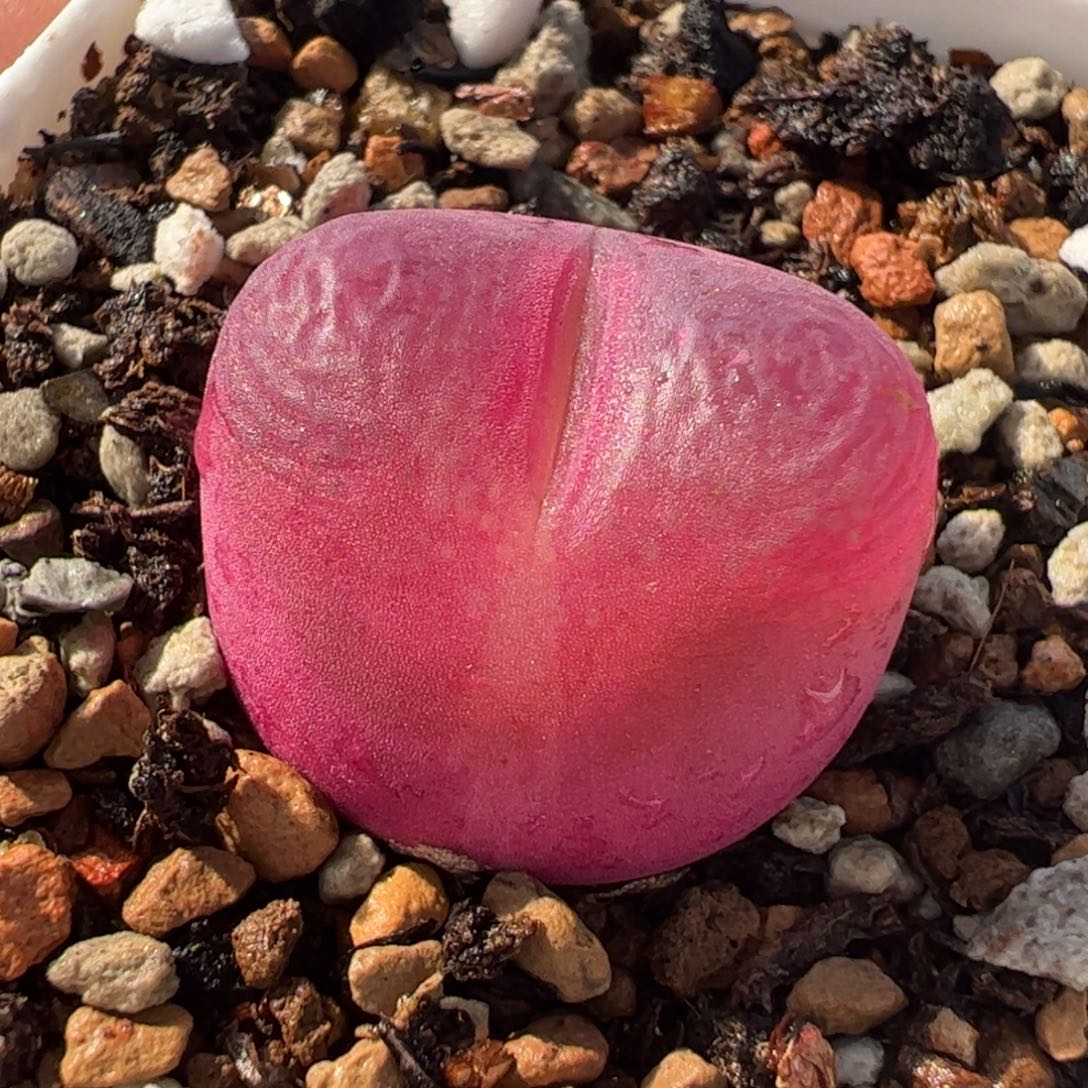 0452多肉植物组合