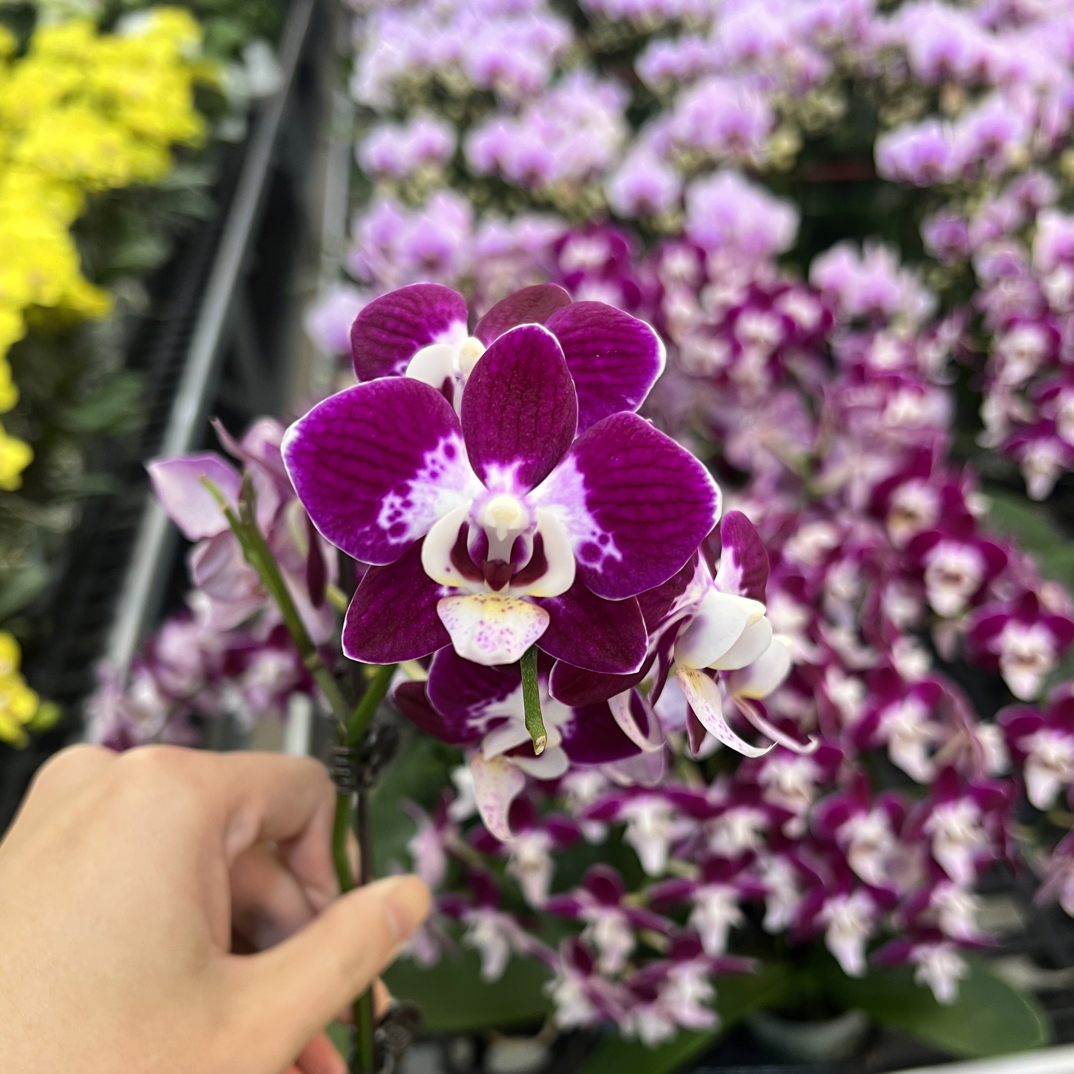 （小狐仙01）蝴蝶兰花期长好养护