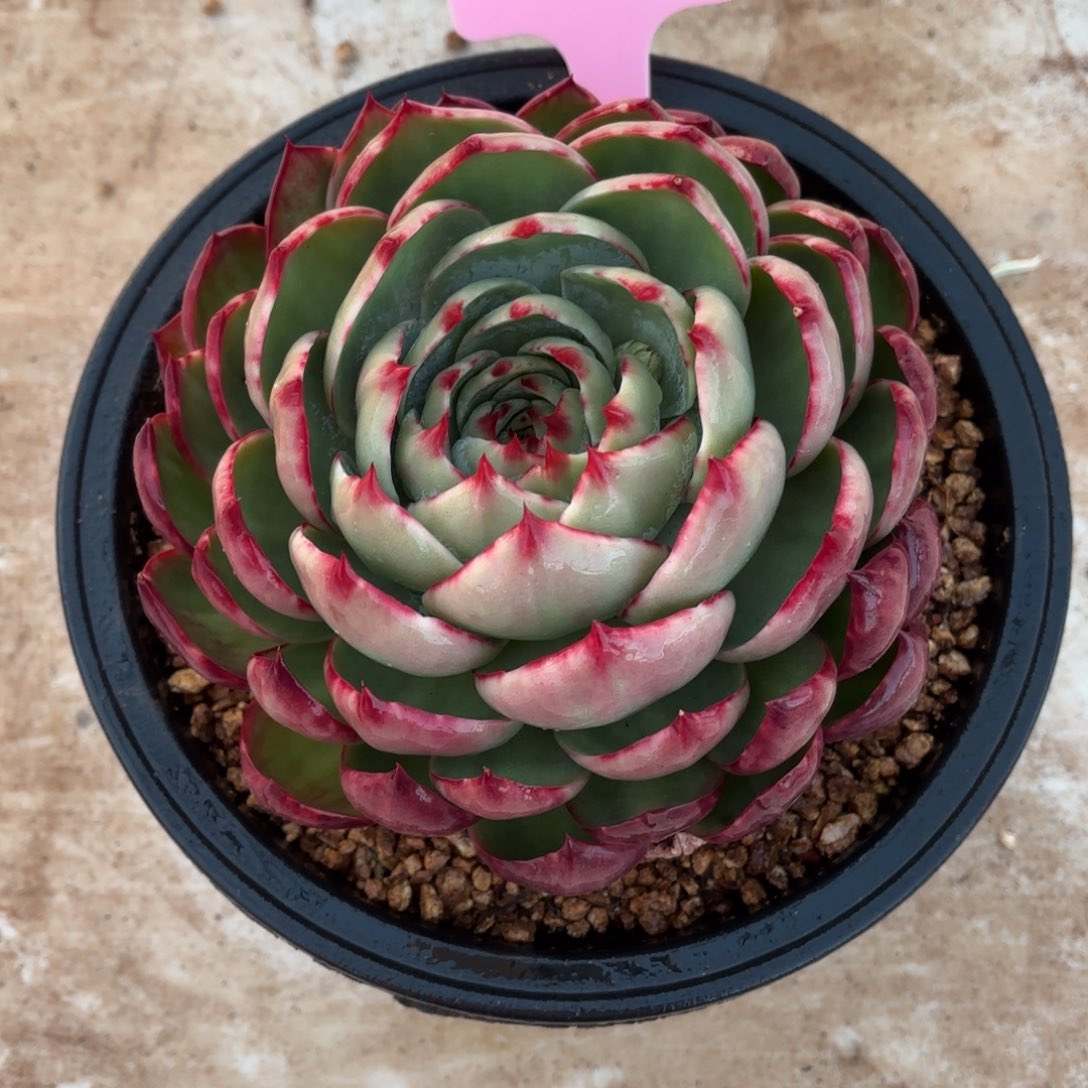 多肉惊鸿仙子2246