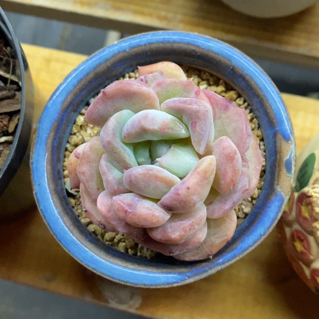 精品多肉一物一拍不包整214