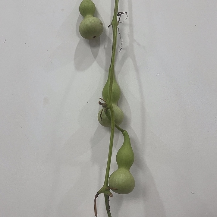 葫芦葫芦葫芦葫芦