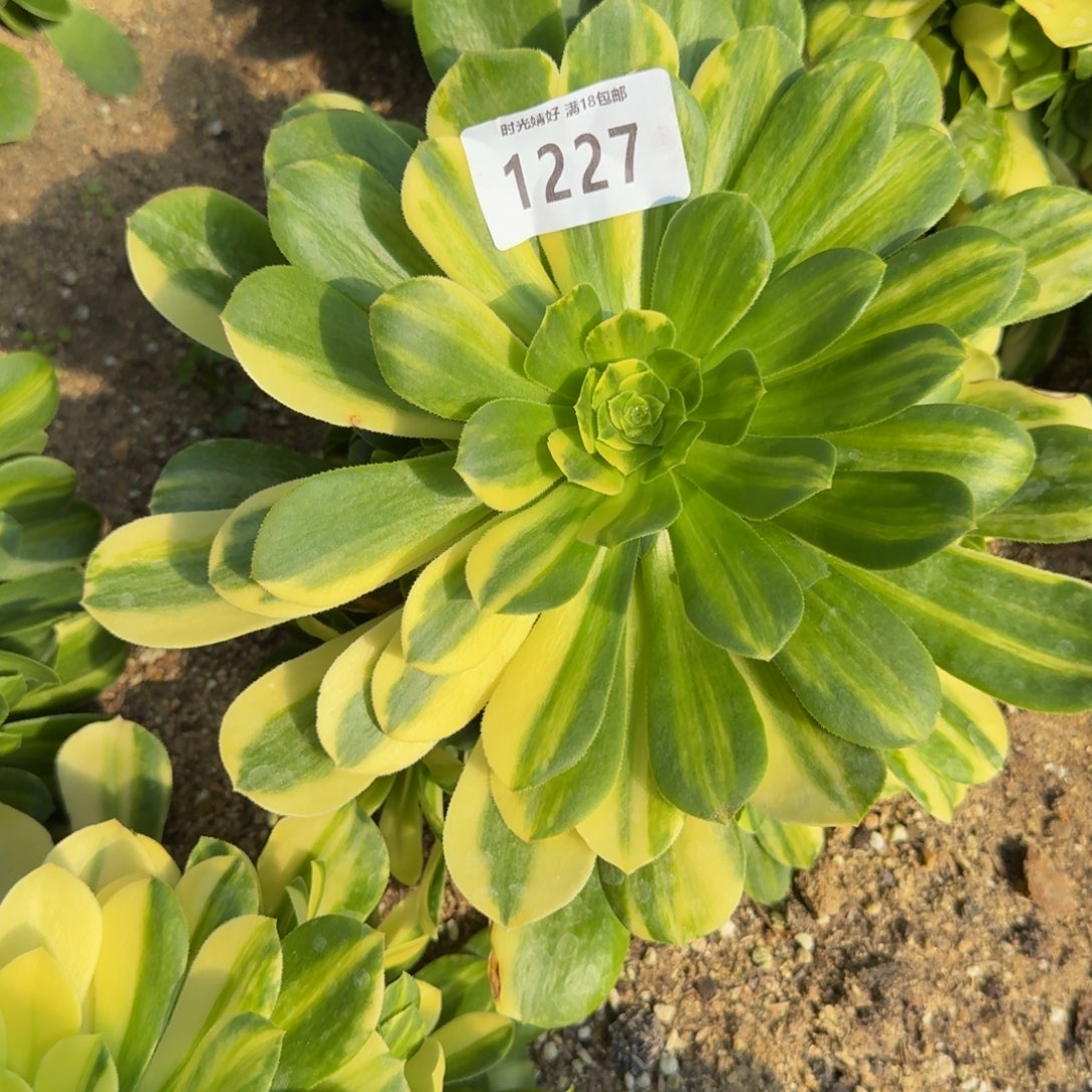 1227五彩琉璃。多肉植物