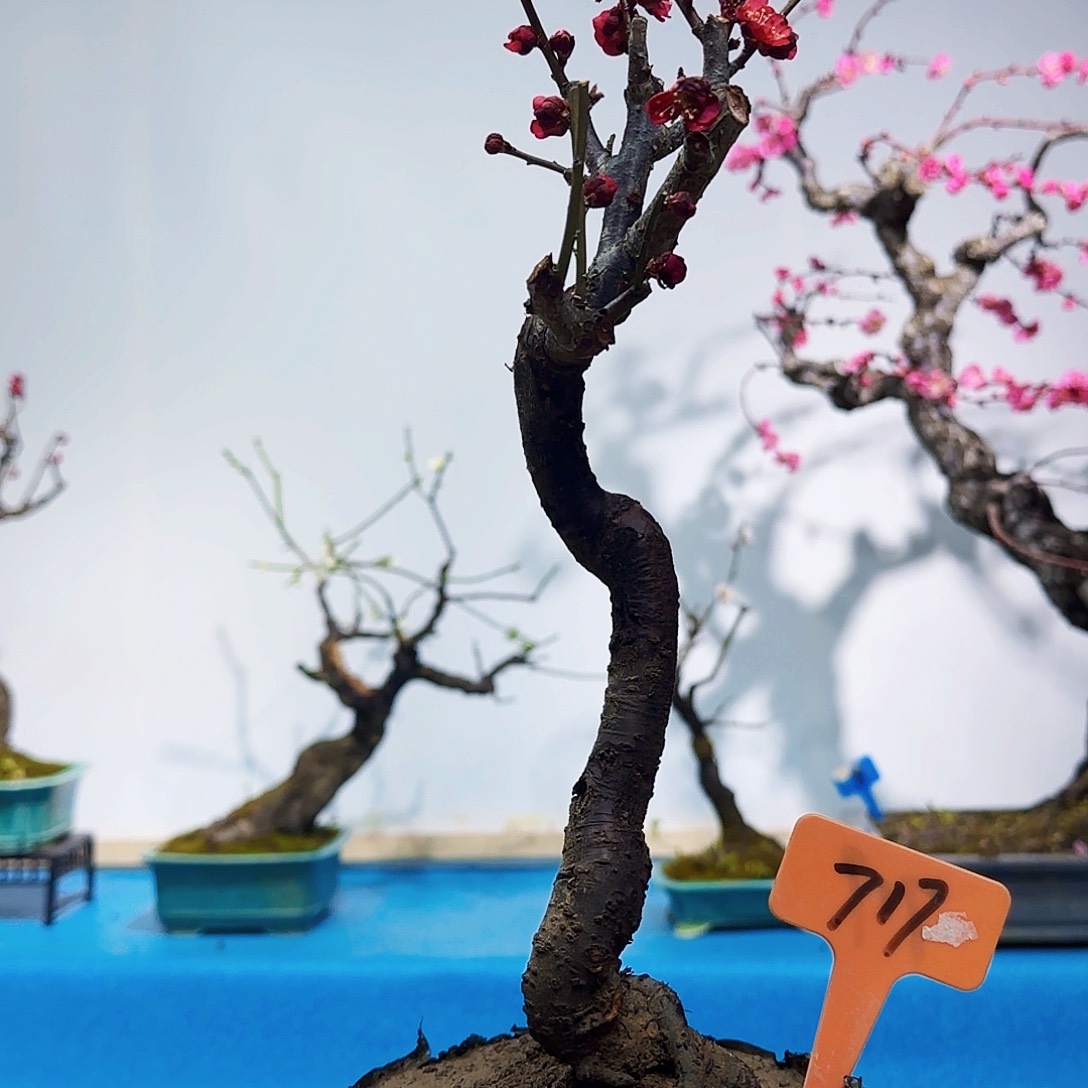 红陶星*f g h k l l l