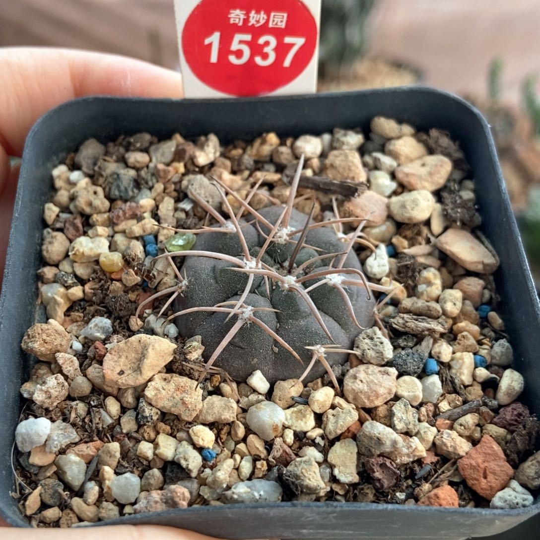 实生天平丸2.9cm