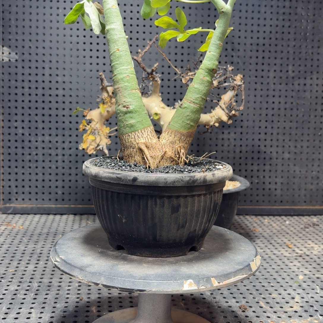 幻蝶蔓7.9公分2666666666