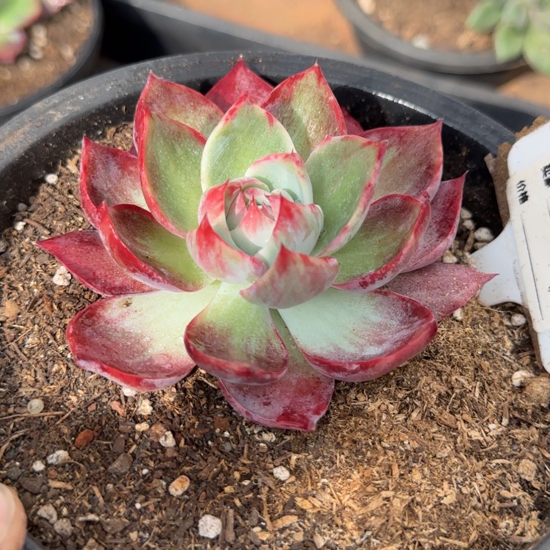 惊鸿一物一拍包装收缩花旱852厘米