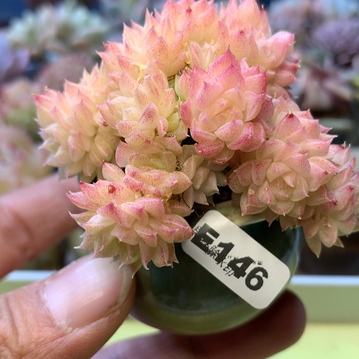 E146一物一拍带盆发