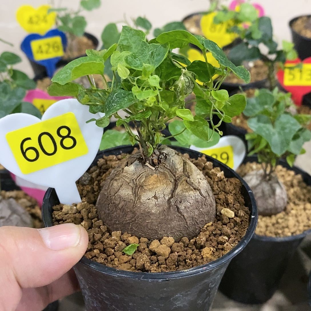 南非龟甲龙龟甲龙