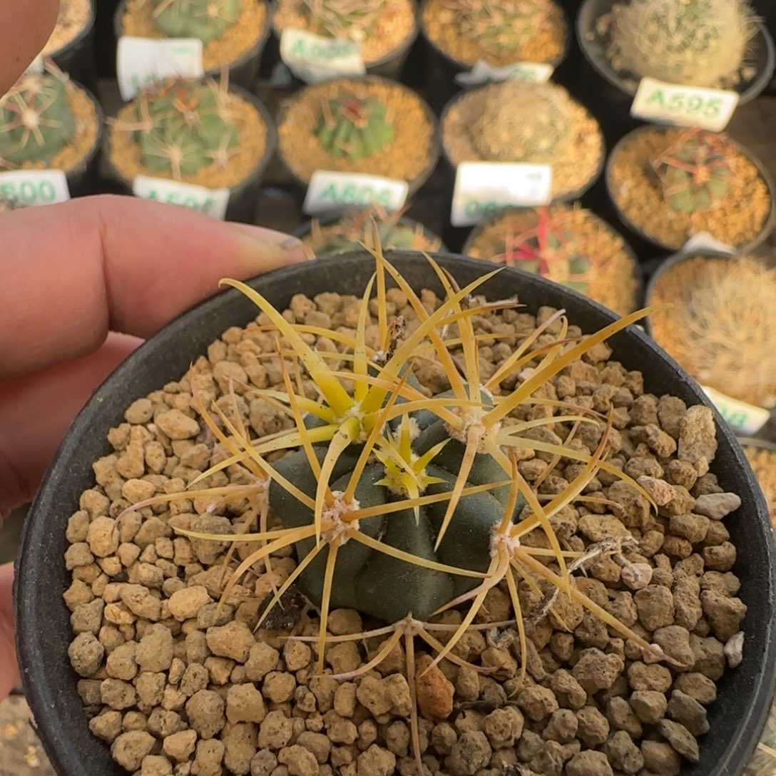 金冠龙 实生仙人球401