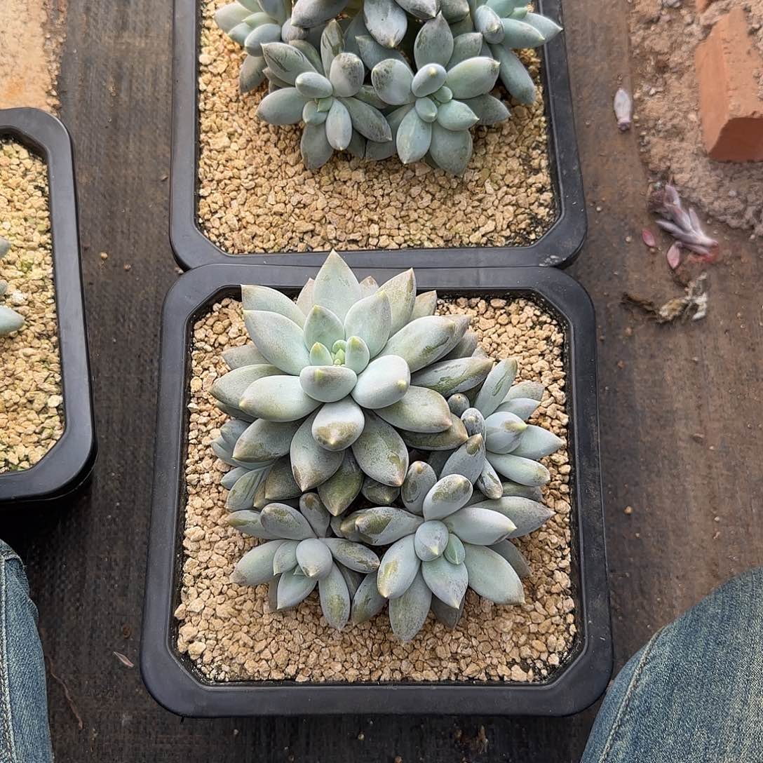 回***忆回忆姐寄养1111111111，