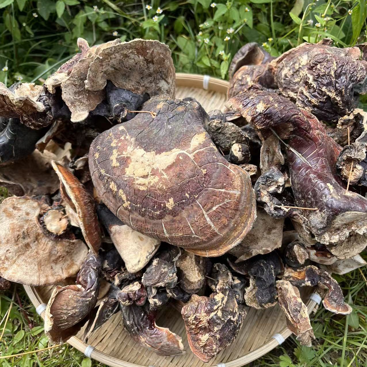 ［西藏收货］西藏波密易贡乡松杉灵芝 一物一拍