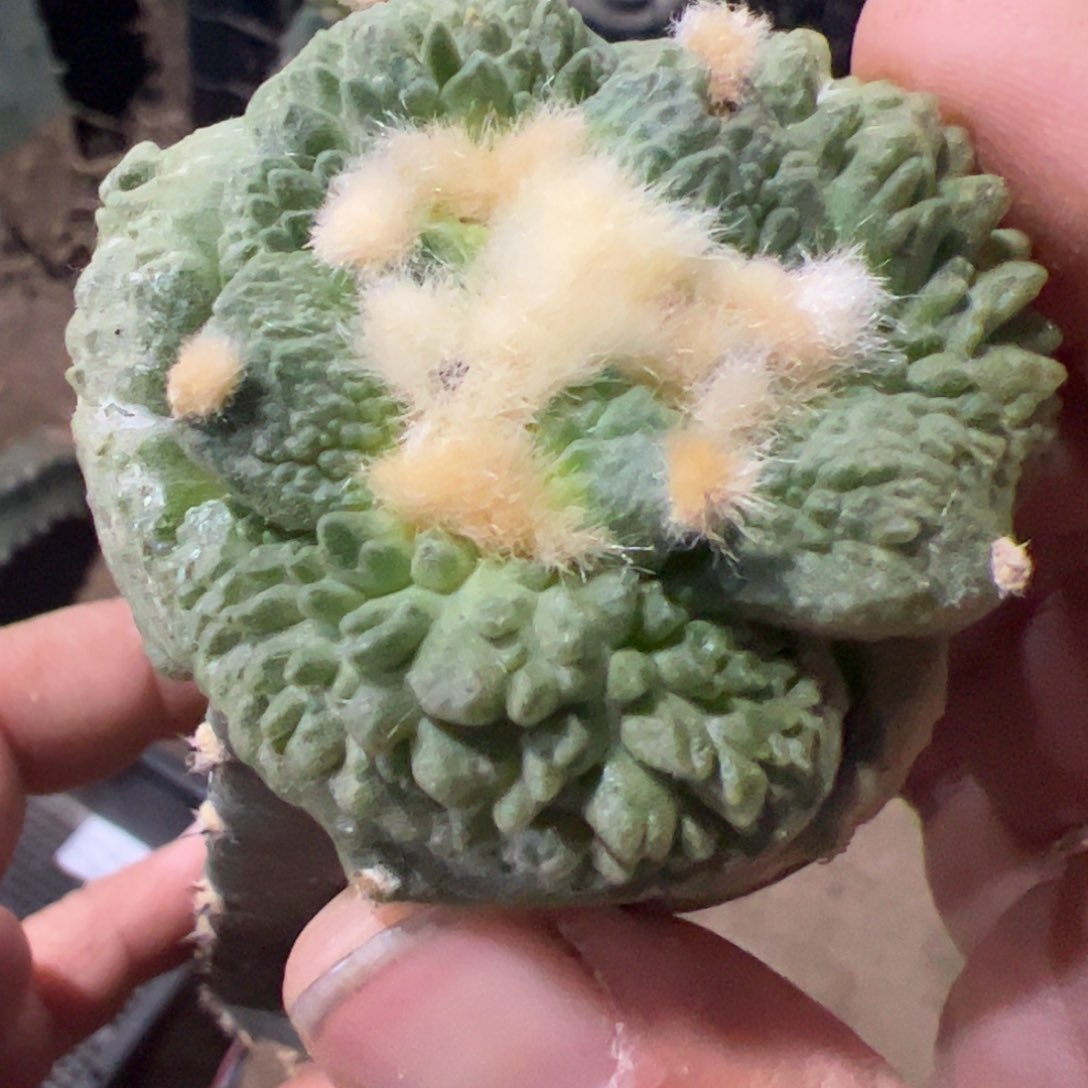 大尤哥斯拉牡丹190