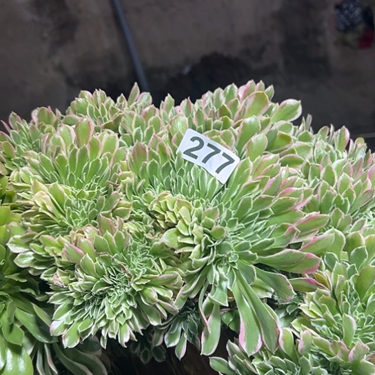 罗***隆多肉植物一种白凤277