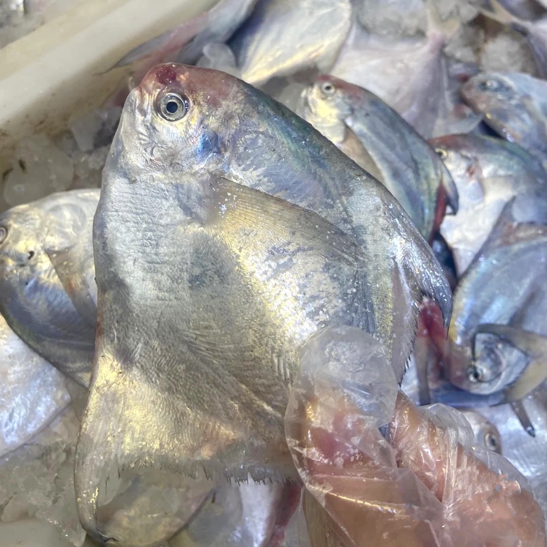 拍5斤送1斤 到手6斤去内脏野生银鲳鱼/顺丰包邮2