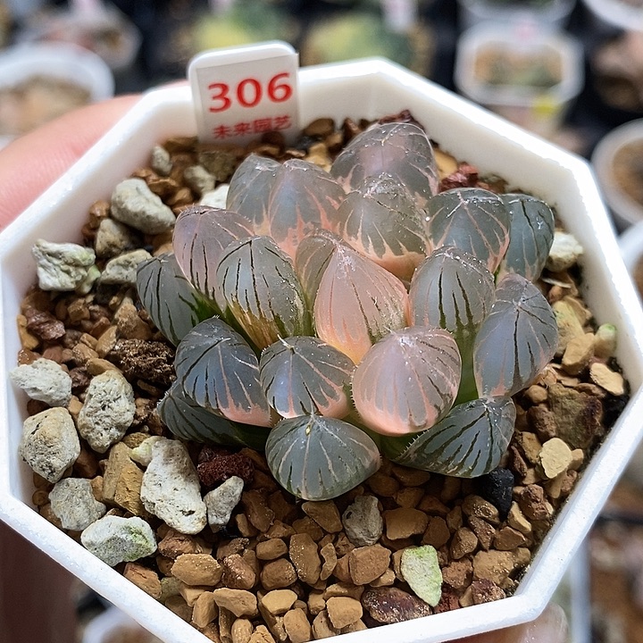 306霓虹灯玉露锦一物一拍