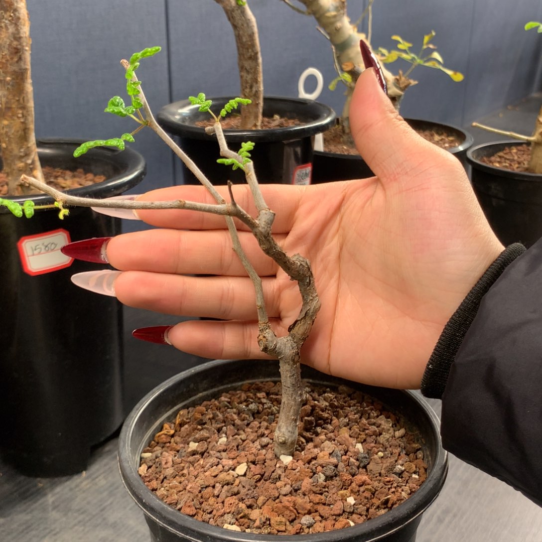 滔天橄榄产地带盆发货