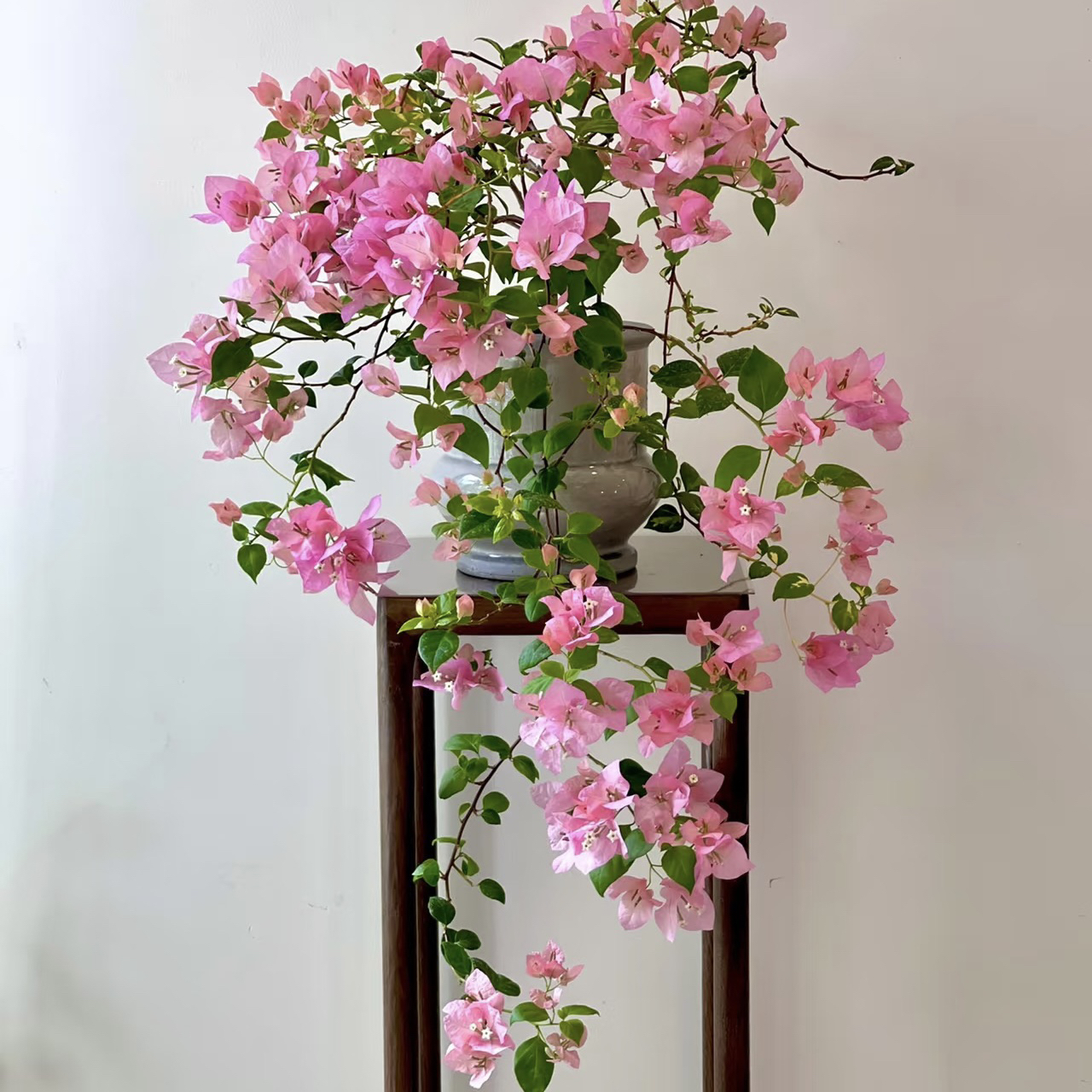 【橙粉公主】三角梅 花卉盆栽绿植可飘窗爬藤垂吊新手小白好养
