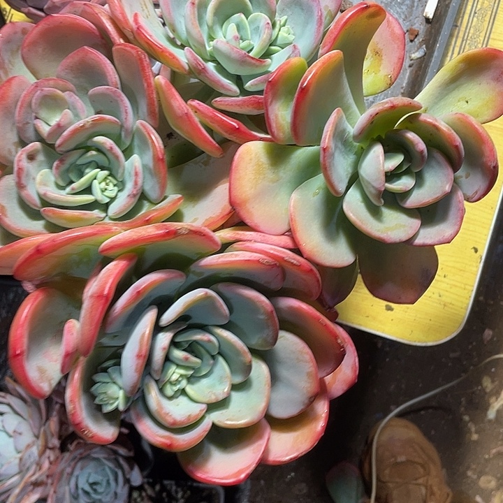 白月光杂交多肉植物