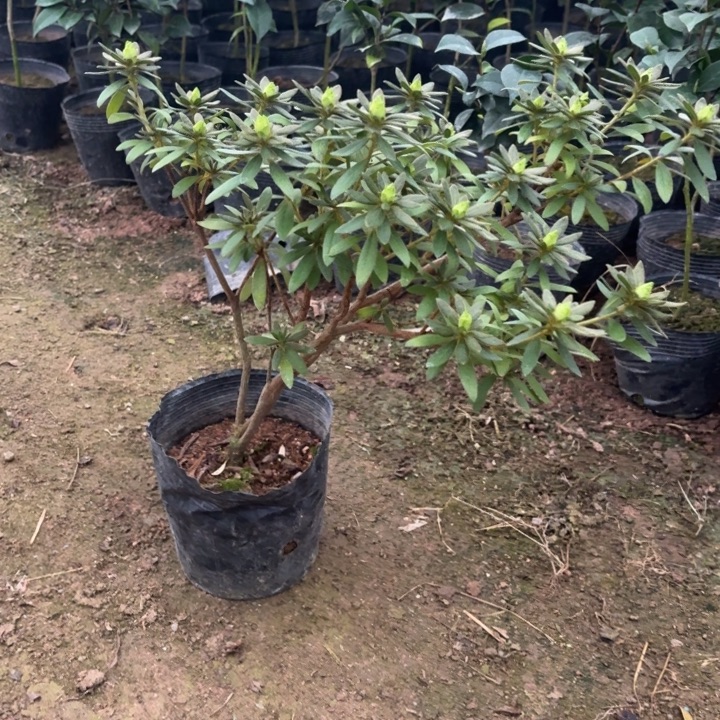 完全开放岸牡丹杜鹃花