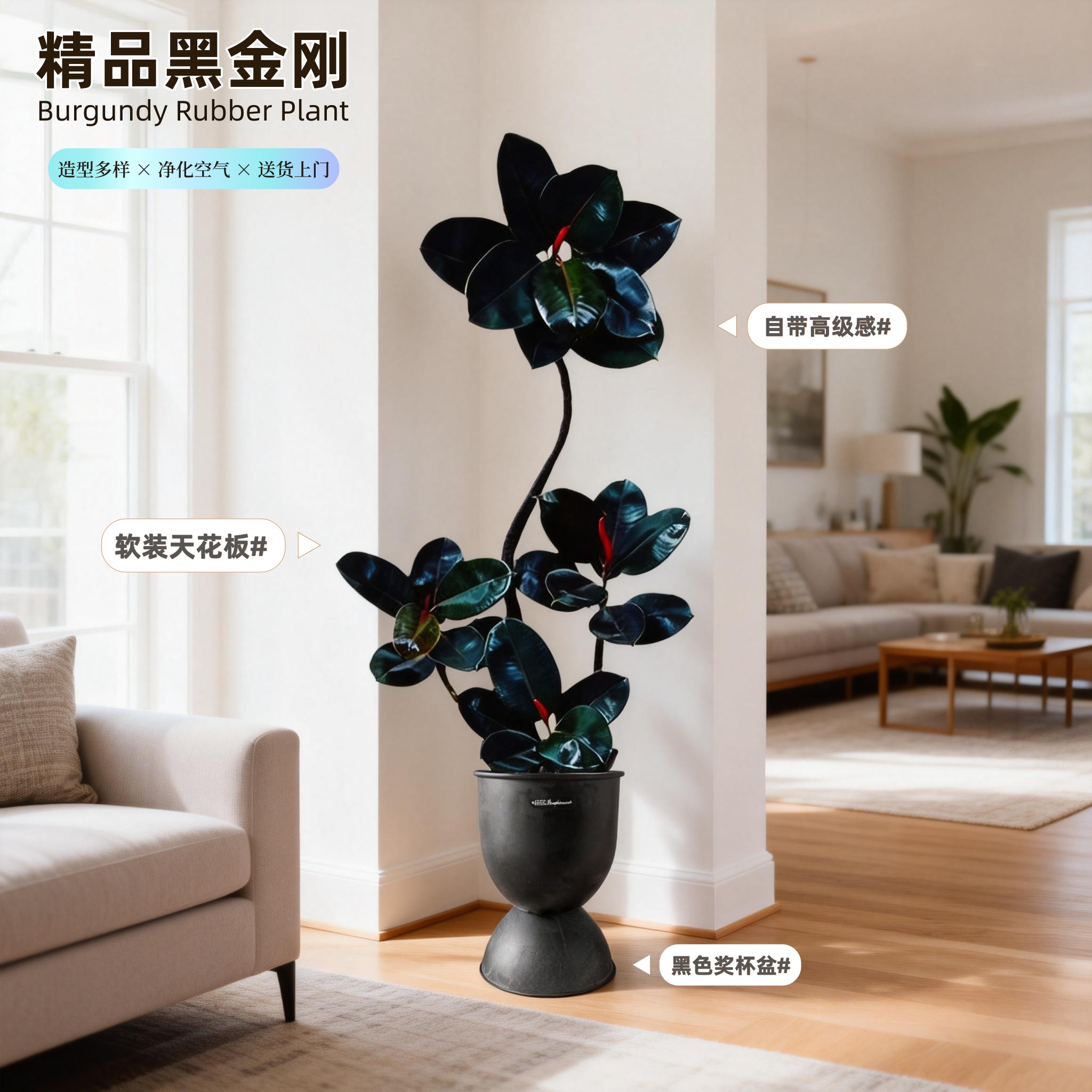 黑金刚橡皮树1.3-1.4米客厅大盆栽造型室内大型绿植好养四季阳台