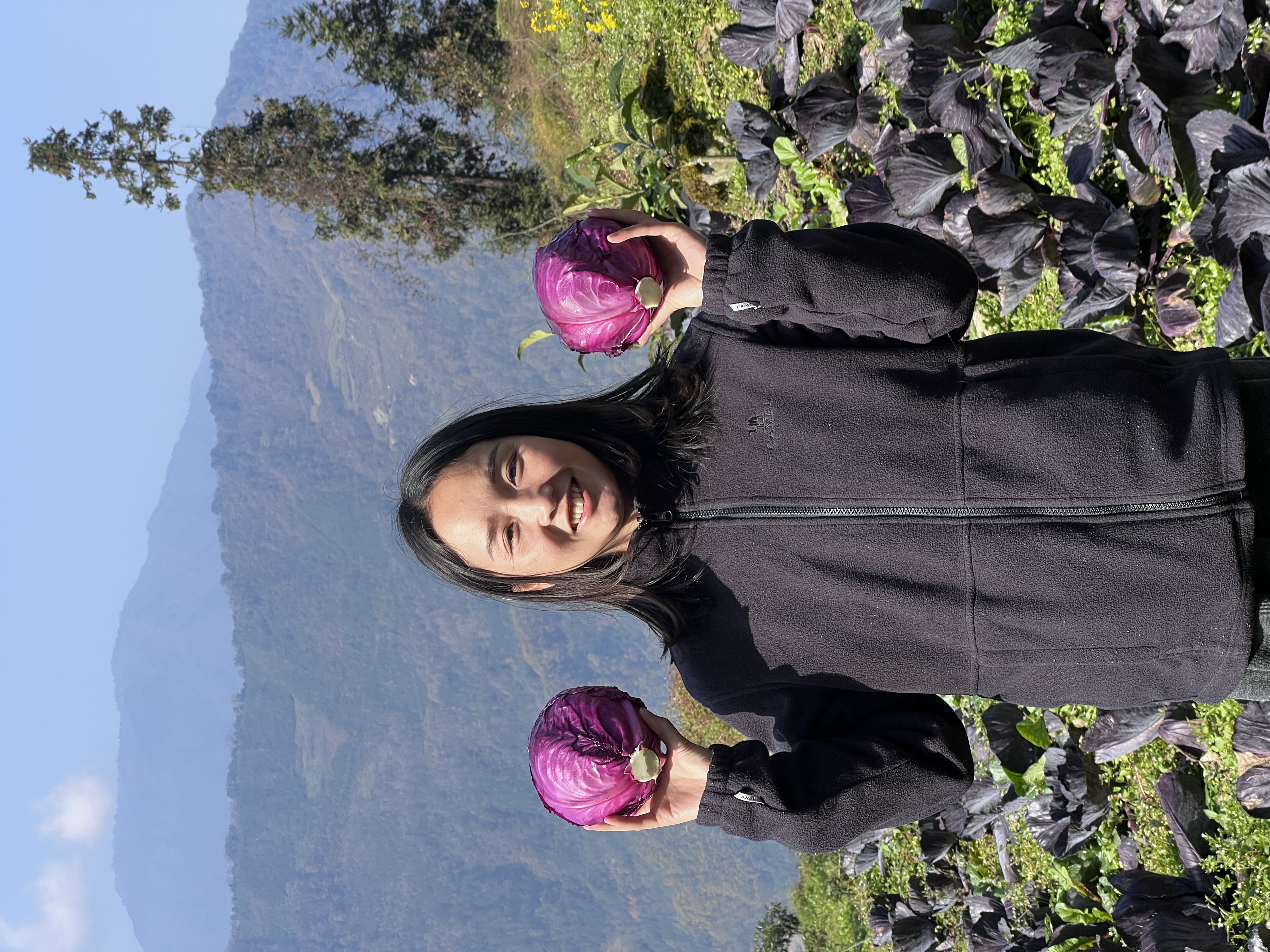 北川本地高山露天紫甘蓝