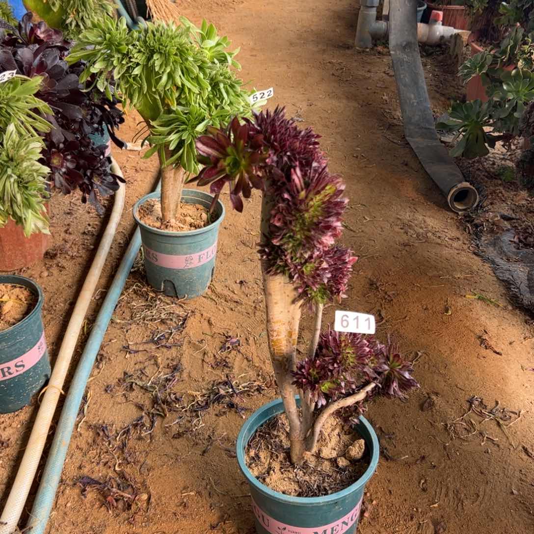 黑缀611高37厘米