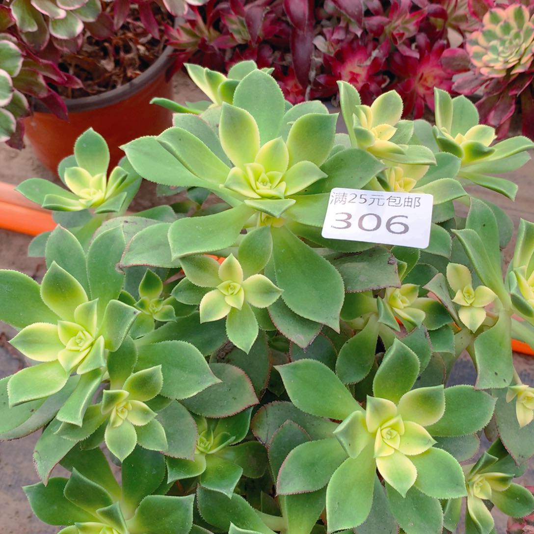 306艳日辉老桩多肉植物