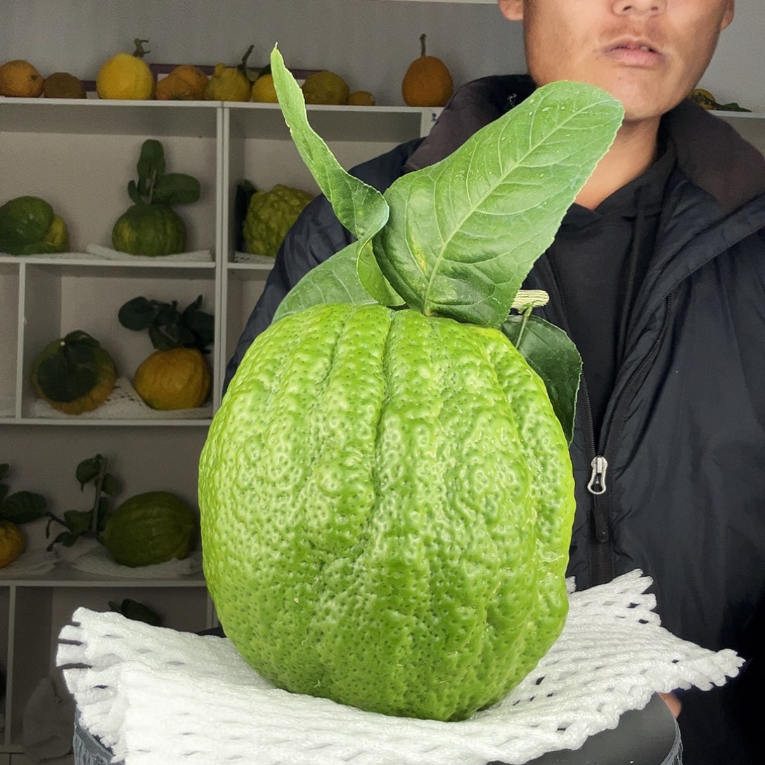 发***总香水柠檬云南高山大香橼