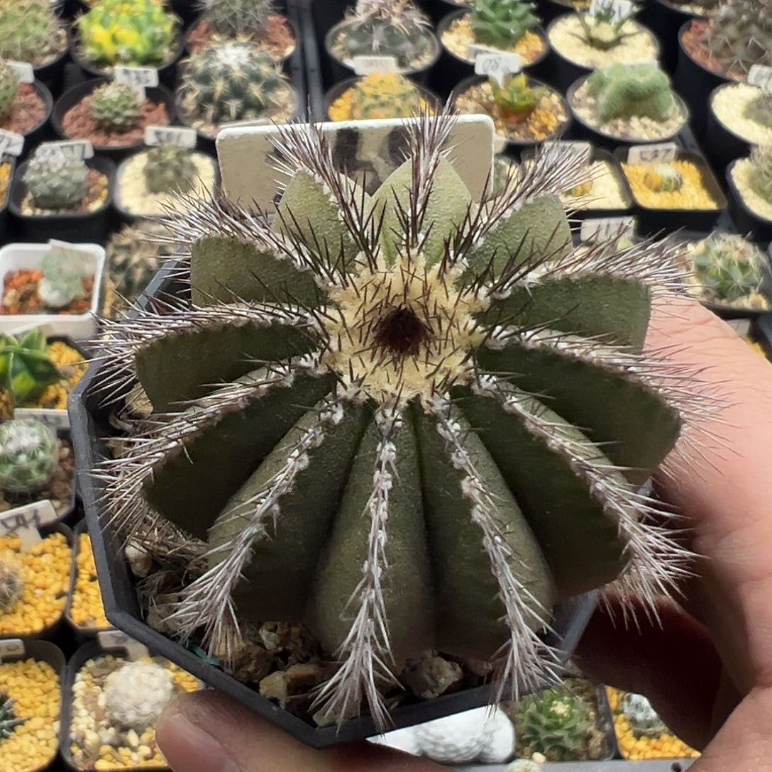 268尤伯球实生KKK