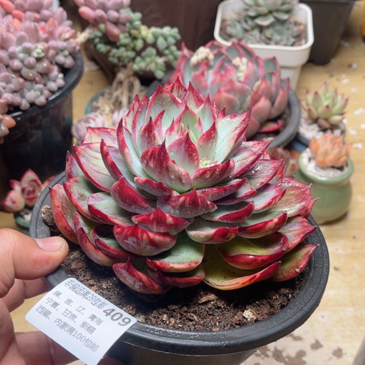 【闪购商品】409惊鸿