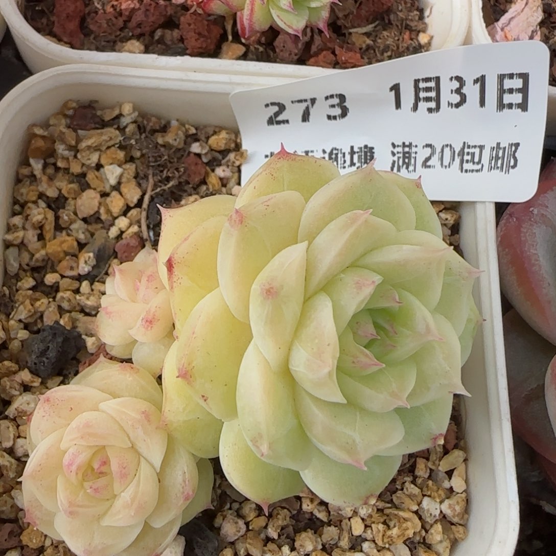 花语逸镜0131-273